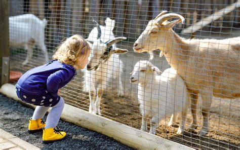 Petting farm near me - OPEN: 9:00 to Dark 365 days a year! Holidays too! $10.00 per person children under 1 - free Amma's Ark Petting Farm in Umatilla Florida.We (me and all the animals) hope you'll enjoy a day on our farm. We love our animals and love sharing them with others! ...